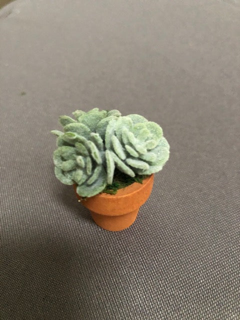 Potted Succulent Plant
