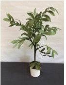 Olive tree in white pot