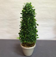 Topiary cone in grey plastic pot