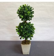 Ball Topiary in Square concrete pot