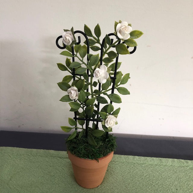 White RoseTrellis in TC pot