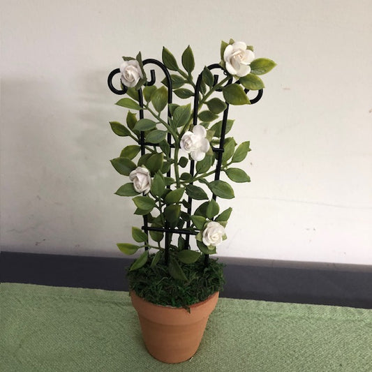 White Rose Trellis in TC pot