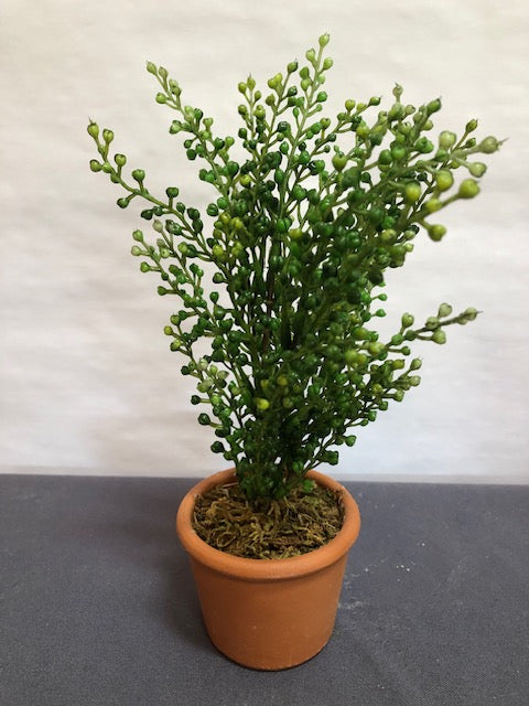 Green berry shrub in clay pot