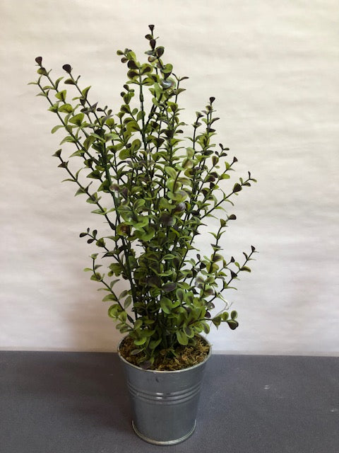 green & purple shrub in silver bucket