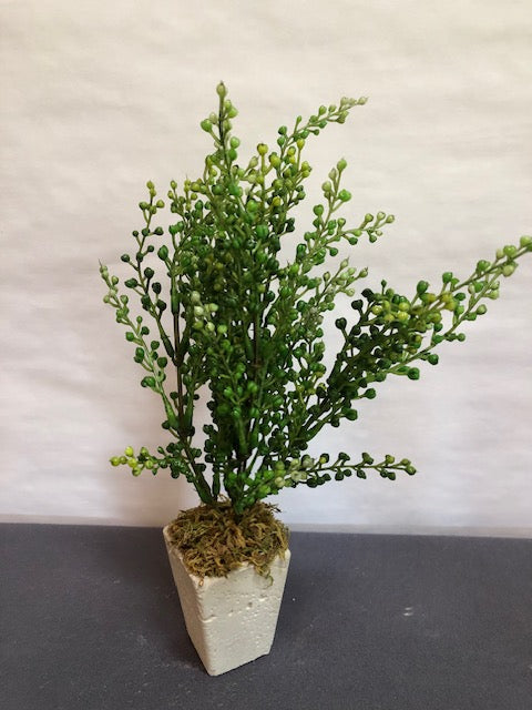 Green berry shrub in tall square concrete pot