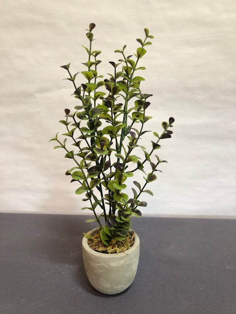 Tall green & Purple shrub in round purchased concrete pot