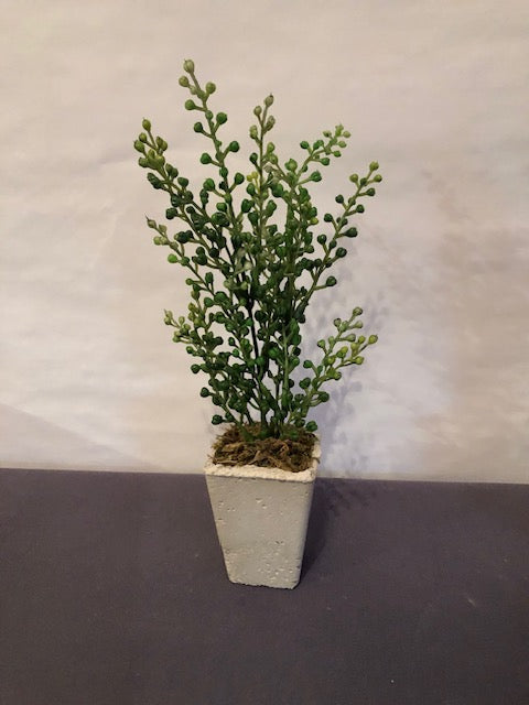 Green berry shrub in tall square concrete pot