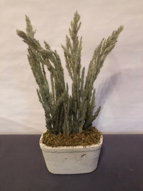 Flocked Cypress in rectangular concrete pot