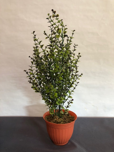 Green & purple shrub in plastic terracotta pot