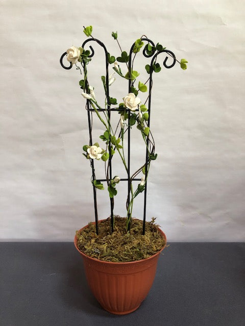 White bud rose trellis in plastic terracotta pot