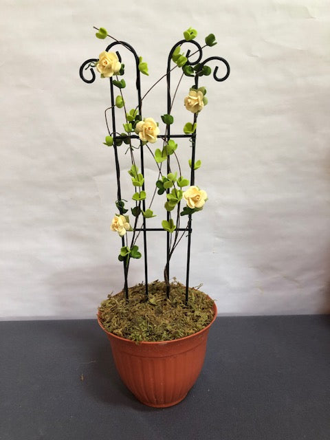 Yellow rose trellis in plastic terracotta pot