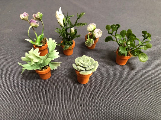 Six micro mini plants in wooden terracotta pots