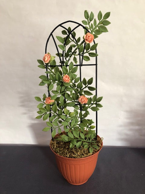 Peach rose trellis in plastic terracotta pot