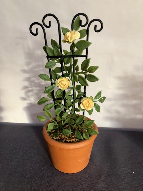 Yellow rose trellis in round terracotta pot