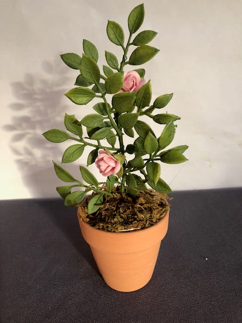 pink roses in medium terracotta pot