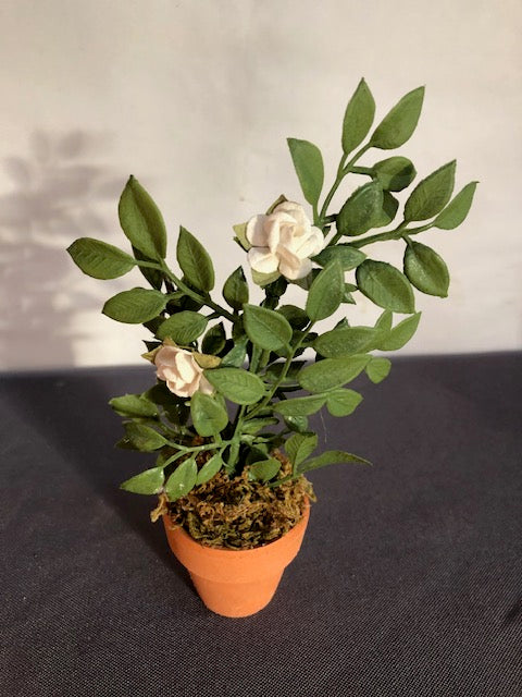 White roses in small terracotta pot