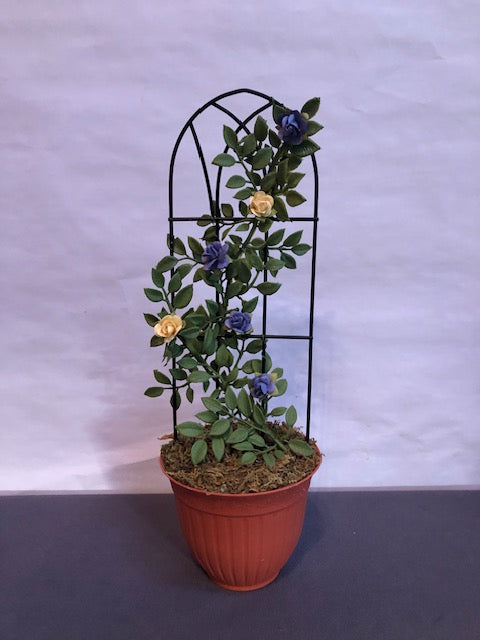 Blue and Yellow rose trellis in plastic terracotta pot