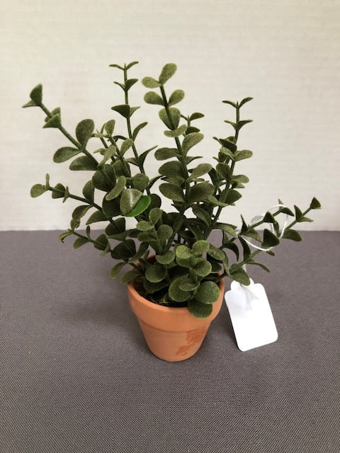 Leafy Srub in Terracotta Pot